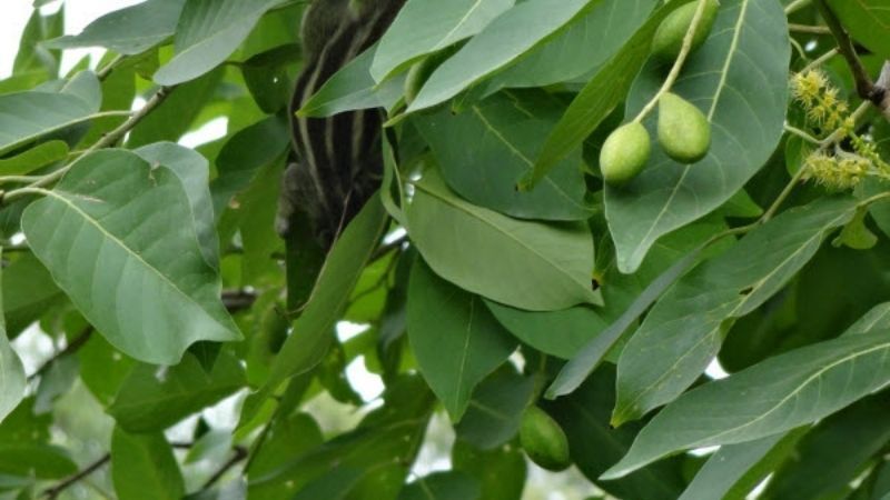 cây chiêu liêu