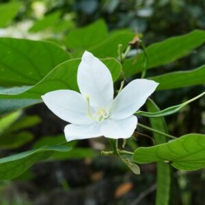 cây móng bò trắng