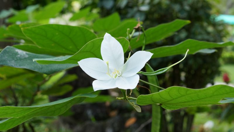 cây móng bò trắng