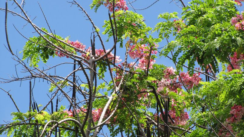 muồng hoa đào